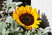 Market_Garden_2022_77