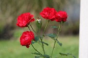 Market_Garden_2022_78